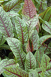 Ornamental Sorrel (Rumex sanguineus) at Glasshouse Nursery