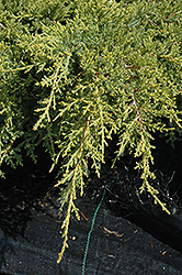 Gold Star Juniper (Juniperus chinensis 'Bakaurea') at Glasshouse Nursery
