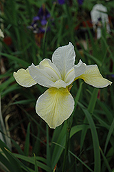 Butter And Sugar Siberian Iris (Iris sibirica 'Butter And Sugar') at Glasshouse Nursery