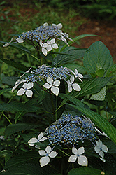 Princess Lace Hydrangea (Hydrangea macrophylla 'Princess Lace') at Glasshouse Nursery