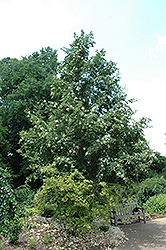 Japanese Stewartia (Stewartia pseudocamellia) at Glasshouse Nursery