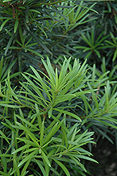Japanese Yew (Podocarpus macrophyllus) at Glasshouse Nursery