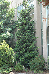 Japanese Yew (Podocarpus macrophyllus) at Glasshouse Nursery