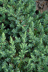 Blue Pacific Shore Juniper (Juniperus conferta 'Blue Pacific') at Glasshouse Nursery
