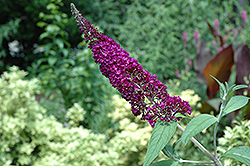 Potter's Purple Butterfly Bush (Buddleia davidii 'Potter's Purple') at Glasshouse Nursery