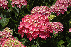 Forever Pink Hydrangea (Hydrangea macrophylla 'Forever Pink') at Glasshouse Nursery
