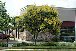 Golden Rain Tree (Koelreuteria paniculata) at Glasshouse Nursery