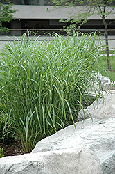 Zebra Grass (Miscanthus sinensis 'Zebrinus') at Glasshouse Nursery