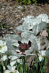 Royal Wedding Poppy (Papaver orientale 'Royal Wedding') at Glasshouse Nursery
