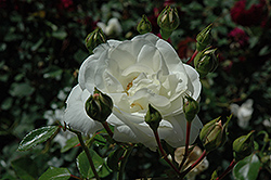 White Dawn Rose (Rosa 'White Dawn') at Glasshouse Nursery