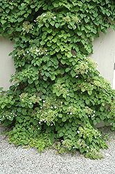 Climbing Hydrangea (Hydrangea anomala 'var. petiolaris') at Glasshouse Nursery