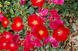 Flower Carpet Red Rose (Rosa 'Flower Carpet Red') at Glasshouse Nursery