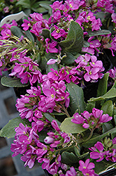 Spring Charm Rock Cress (Arabis 'Spring Charm') at Glasshouse Nursery