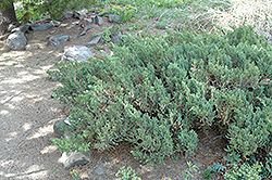 San Jose Juniper (Juniperus chinensis 'San Jose') at Glasshouse Nursery