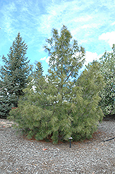 Western White Pine (Pinus monticola) at Glasshouse Nursery