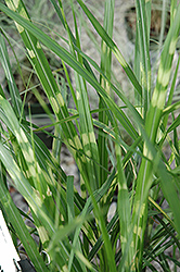 Porcupine Grass (Miscanthus sinensis 'Porcupine') at Glasshouse Nursery