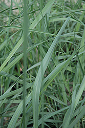 Dewey Blue Switch Grass (Panicum amarum 'Dewey Blue') at Glasshouse Nursery
