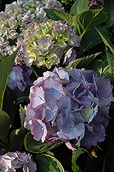 Forever And Ever Hydrangea (Hydrangea macrophylla 'Forever And Ever') at Glasshouse Nursery