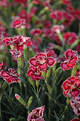Cranberry Ice Pinks (Dianthus 'Cranberry Ice') at Glasshouse Nursery