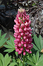 Gallery Red Lupine (Lupinus 'Gallery Red') at Glasshouse Nursery