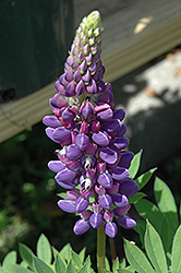 Gallery Blue Lupine (Lupinus 'Gallery Blue') at Glasshouse Nursery