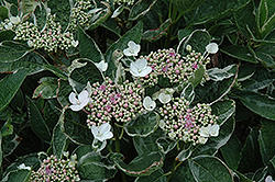 Mariesii Variegata Hydrangea (Hydrangea macrophylla 'Mariesii Variegata') at Glasshouse Nursery