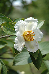 Japanese Stewartia (Stewartia pseudocamellia) at Glasshouse Nursery