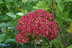 Bella Anna Hydrangea (Hydrangea arborescens 'Bella Anna') at Glasshouse Nursery