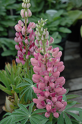 Gallery Pink Lupine (Lupinus 'Gallery Pink') at Glasshouse Nursery