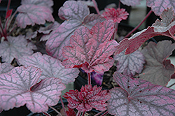 Midnight Bayou Coral Bells (Heuchera 'Midnight Bayou') at Glasshouse Nursery