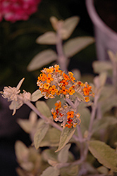 Flutterby Grande Sweet Marmalade Butterfly Bush (Buddleia 'Podaras 2') at Glasshouse Nursery