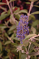 Flutterby Petite Blue Heaven Butterfly Bush (Buddleia 'Podaras 8') at Glasshouse Nursery