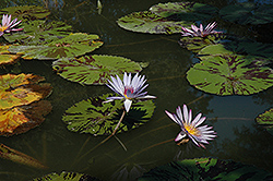 Avalanche Tropical Water Lily (Nymphaea 'Avalanche') at Glasshouse Nursery