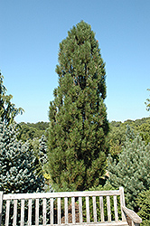 Arnold Sentinel Austrian Pine (Pinus nigra 'Arnold Sentinel') at Glasshouse Nursery