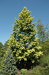Gold Rush Dawn Redwood (Metasequoia glyptostroboides 'Ogon') at Glasshouse Nursery