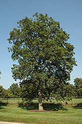 Shagbark Hickory (Carya ovata) at Glasshouse Nursery