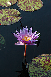 Star Of Zanzibar Tropical Water Lily (Nymphaea 'Star Of Zanzibar') at Glasshouse Nursery