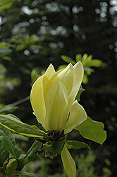 Sunburst Magnolia (Magnolia 'Sunburst') at Glasshouse Nursery