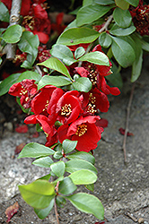 Crimson and Gold Flowering Quince (Chaenomeles x superba 'Crimson and Gold') at Glasshouse Nursery