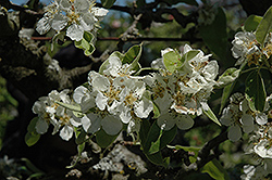 Aurora Pear (Pyrus communis 'Aurora') at Glasshouse Nursery