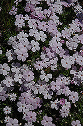 White Spreading Phlox (Phlox diffusa 'Alba') at Glasshouse Nursery