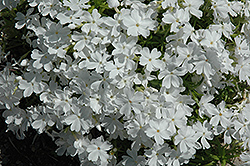 White Delight Moss Phlox (Phlox subulata 'White Delight') at Glasshouse Nursery