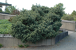 Blue Shag White Pine (Pinus strobus 'Blue Shag') at Glasshouse Nursery
