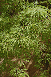Filigree Green Lace Japanese Maple (Acer palmatum 'Filigree Green Lace') at Glasshouse Nursery