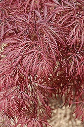 Ever Red Lace-Leaf Japanese Maple (Acer palmatum 'Ever Red') at Glasshouse Nursery