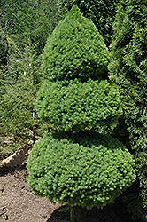 Dwarf Alberta Spruce (Picea glauca 'Conica (pom pom)') at Glasshouse Nursery
