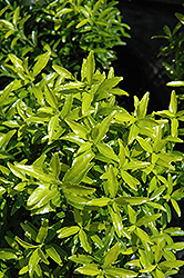 Butterscotch Euonymus (Euonymus japonicus 'Butterscotch') at Glasshouse Nursery