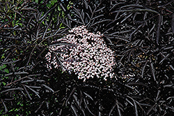 Black Lace Elder (Sambucus nigra 'Eva') at Glasshouse Nursery