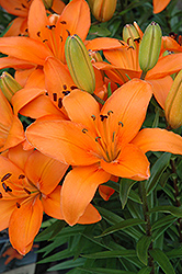Lily Looks Tiny Dino Lily (Lilium 'Tiny Dino') at Glasshouse Nursery
