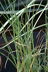 Cattail (Typha gracilis) at Glasshouse Nursery